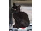 Adopt Hazel a Domestic Short Hair