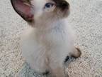 Seal Point Female Kittens