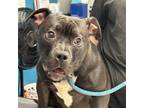 Adopt Breeze a Pit Bull Terrier