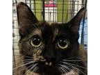 Adopt Twinkie a Domestic Short Hair