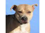 Adopt Honey a Mixed Breed