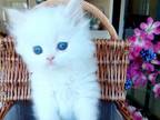 Faith's Kittens