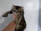 Montana Male Kitten