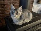 Maine Coon Kittens In Montana