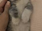Five Adorable Healthy And Well Loved Kittens