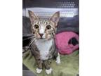 Adopt Moon a Domestic Short Hair