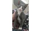 Adopt Rosemary a Domestic Short Hair