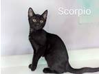 Adopt Scorpio a Manx