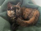 Adopt Gabrielle a Domestic Long Hair