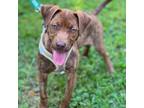 Adopt Nougat a Labrador Retriever