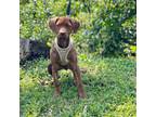 Adopt Nibs a Labrador Retriever