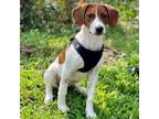 Adopt Indiana a Beagle