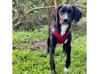 Adopt Indi a Beagle