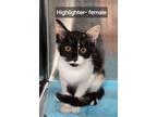 Adopt Highlighter - Available Soon a Domestic Short Hair