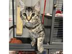Adopt Sunisa a Domestic Medium Hair