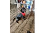 Adopt Pup af (Lulu) a Labrador Retriever