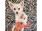 Adopt Opal a Spitz