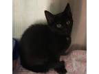 Adopt Kayleigh a Domestic Short Hair