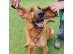 Adopt Rose a Mixed Breed