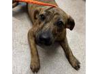 Adopt Zaria a Pit Bull Terrier