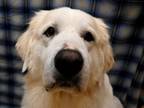 Adopt Pretty a Great Pyrenees
