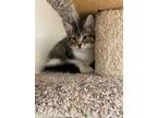 Adopt Suki a Domestic Medium Hair