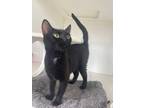 Adopt Peanut a Domestic Short Hair