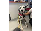 Adopt Hendrix a Dalmatian