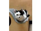 Adopt Calypso a Domestic Medium Hair
