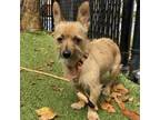 Adopt Flax a Mixed Breed, Terrier