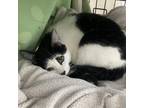 Adopt Sam a Domestic Short Hair