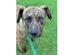 Adopt Willow Gray a Mountain Cur