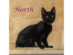 Adopt North C24-220 a Domestic Short Hair