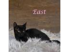 Adopt East C24-218 a Domestic Short Hair