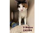Adopt S'Mores a Domestic Short Hair