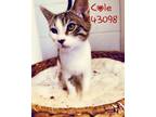 Adopt Cole a Domestic Short Hair