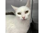 Adopt Marie a Domestic Short Hair
