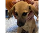 Adopt Ginger a Feist