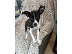 Adopt Poppy a Boston Terrier