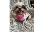 Adopt Penny a Shih Tzu