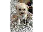 Adopt Lucy a Shih Tzu
