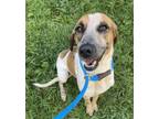 Adopt DeeDee a Beagle, Mixed Breed