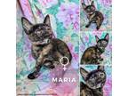 Adopt Maria a Domestic Short Hair