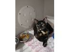 Adopt Lovey a Domestic Short Hair