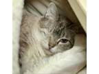 Adopt Underclass Hero a Siamese