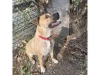 Adopt Lil Baby a Black Mouth Cur