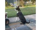 Adopt Bonnie a Australian Shepherd, Cattle Dog