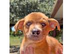 Adopt Troodon a Mixed Breed