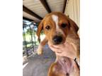 Adopt Brachiosaurus a Mixed Breed