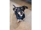 Adopt Molly a Mixed Breed